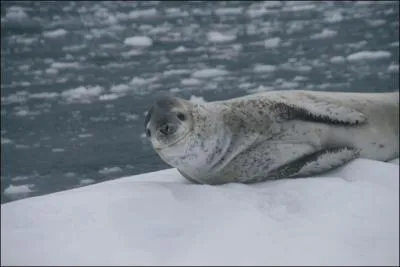 Quel est cet animal ?