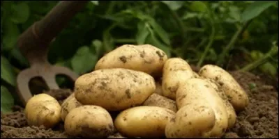 De quel continent est originaire la pomme de terre ?