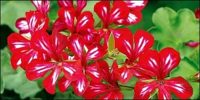 Quel est le nom savant du géranium ?