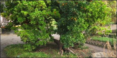 L'arbousier est une espèce d'arbustes ou de petits arbres, ayant comme fruit l'arbouse, mais comment peut-on l'appeler ?