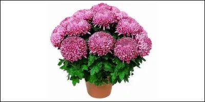En quelle saison poussent les chrysanthèmes ?