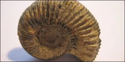 De nos jours, il existe des fossiles vivants.