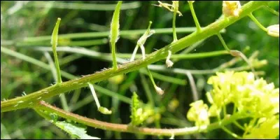 Comment s'appelle le fruit de la moutarde noire ?