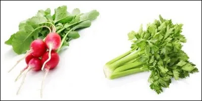 De quelle plante mange-t-on la racine ?