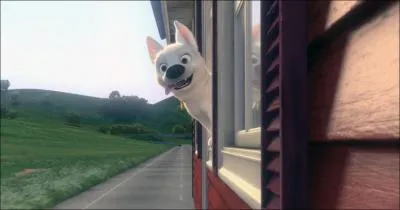 Chien hros ... malgr tout