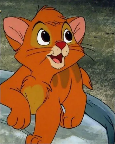 Un petit chat sans sa compagnie