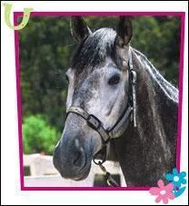 Que trouve Lucy dans la chemine ?