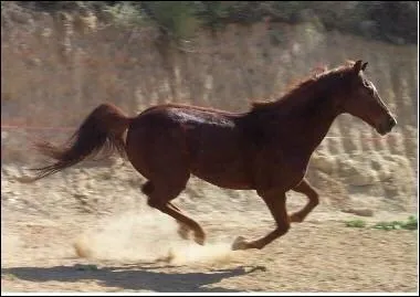 Comment s'appelle le premier cheval que tu a ?