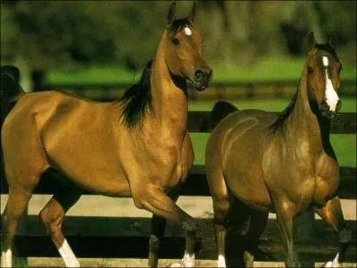 Combien il y a t - il de parcour de saut d'obstacle ?