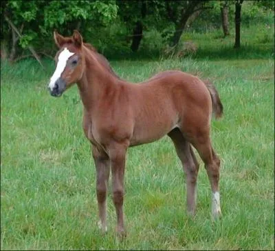 Comment s'appelle le cheval qui s'chappe ?