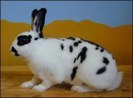 Quel est ce lapin ?