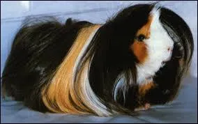 Quel est ce cochon d'Inde ?