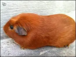 Quel est ce cochon d'Inde ?