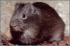 Quel est ce cochon d'Inde ?