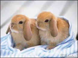 Quels sont ces lapins ?