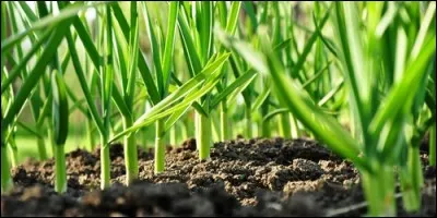 La cloque est une maladie cryptogamique du pêcher et de l'amandier. Mais quelle plante potagère peut planter un jardinier pour éviter cette maladie ?
