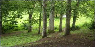 Comment s'appelle une plantation de bouleaux ?