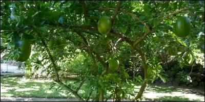 A quelle famille appartient le calebassier ?