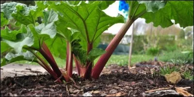 La rhubarbe est :