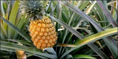 Combien de fruits une plante d'ananas porte-t-elle ?