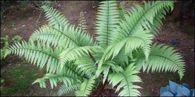 Quelle est la couleur des fleurs d'une fougère ?