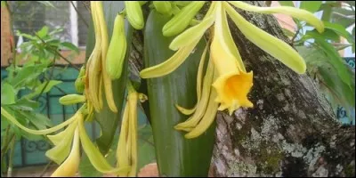 La vanille est le fruit :