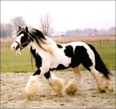 Quelle est cette robe ?