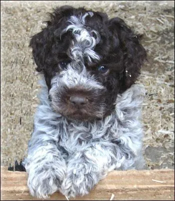 Quelle race est-ce ?