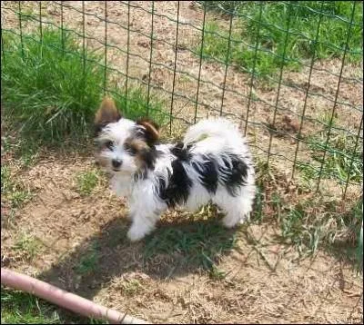 Quelle race est-ce ?