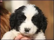 Quelle race est-ce ?