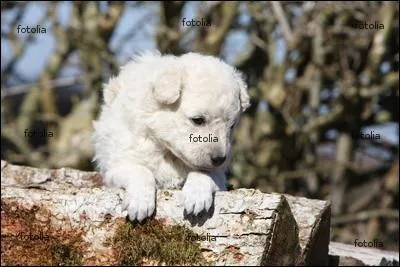 Quelle race est-ce ?