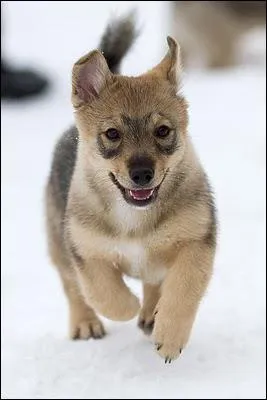 Quelle race est-ce ?