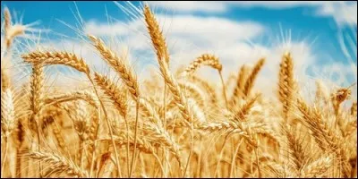 En quelle saison faut-il récolter le blé ?