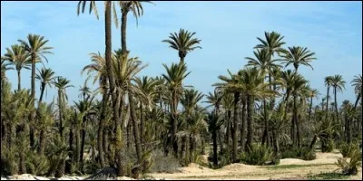 Comment s'appelle une plantation de palmiers ?