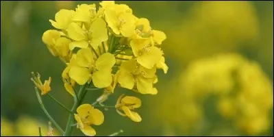 Que fabrique-t-on avec du colza ?