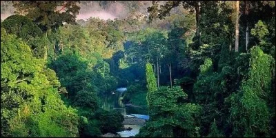 Combien d'espèces de plantes environ poussent dans la jungle amazonienne ?