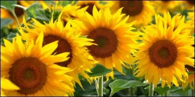 Quel est l'autre nom du tournesol ?