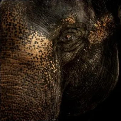 Combien pse la trompe d'un lphant ?