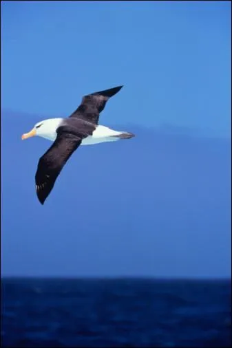 Quelle est l'envergure que peut atteindre un Albatros hurleur ?