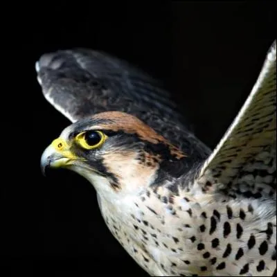 Quelle est la vitesse maximale atteinte par un faucon plerin ?