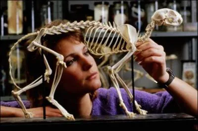 De combien d'os le squelette du chat est-il compos ?