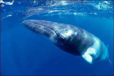 De quelle espce est le rorqual ?