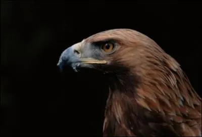 A quelle distance un aigle peut-il apercevoir sa proie ?