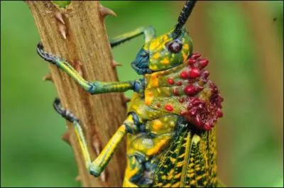 Combien de locustes (espce de criquet) peut contenir un essaim ?