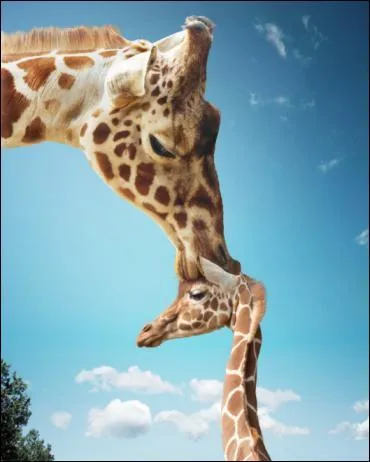 Combien de temps dort une girafe par jour ?