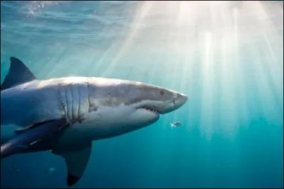 Lequel de ces requins n'existe pas ?