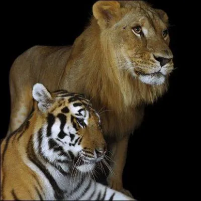 Qui est le plus grand des flids ?