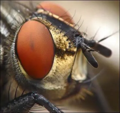 En moyenne, quelle est la dure de vie d'une mouche domestique ?