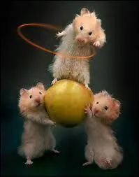 Quels sont ces animaux ?