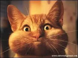 Quel est cet animal ?